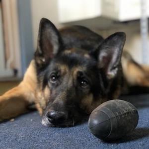 Monster K9 Indestructible Football Chew Toy Tested by German Shepherds