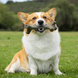Pet Qwerks BarkBone Dog Stick
