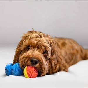 Pet Qwerks Talking Babble Ball Interactive Pet Toy