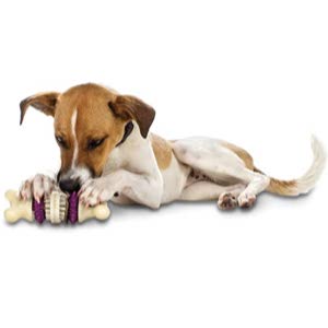 PetSafe Busy Buddy Bristle Bone Chew Toy for Dogs