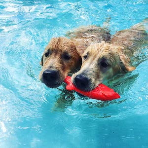 Ruff Dawg Flying Fish Floating Dog Toy