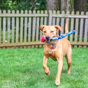 S&T INC. Natural Rubber Dog Stick Toy