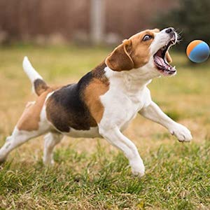 Snug Rubber Dog Balls for Small and Medium Dogs