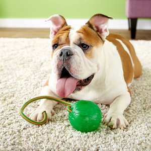 Starmark Fun Ball Rope Dog Toy