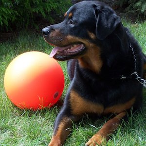 The Virtually Indestructible Ball Dog Toy