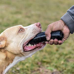 Ultra-Durable Treat Chew Toy Tested by Aggressive Chewers