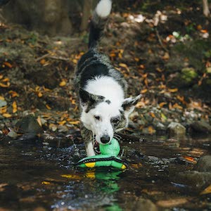 ZippyPaws – Floaterz Squeaker Dog Toy