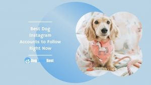 Best Dog Instagram Accounts to Follow Right Now Featured Image