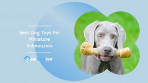 Best Dog Toys For Miniature Schnauzers Featured Image