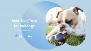 Best Dog Toys for Bulldogs Featured Image