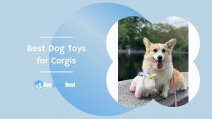 Best Dog Toys for Corgis Featured Image