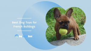 Best Dog Toys for French Bulldogs Featured Image