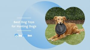 Best Dog Toys for Hunting Dogs Featured Image