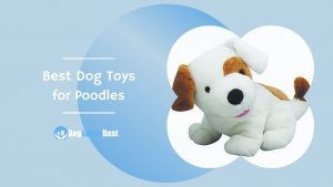 Best Dog Toys for Poodles Featured Image