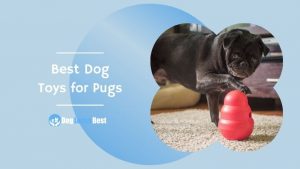 Best Dog Toys for Pugs Featured Image