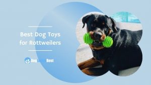 Best Dog Toys for Rottweilers Featured Image