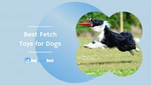 Best Fetch Toys for Dogs Featured Image