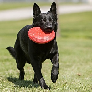 Best Dog Toys for Hunting Dogs