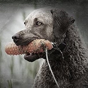 SportDOG Hunting Dog Training Dummies