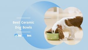 Best Ceramic Dog Bowls Featured Image