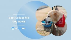 Best Collapsible Dog Bowls Featured Image