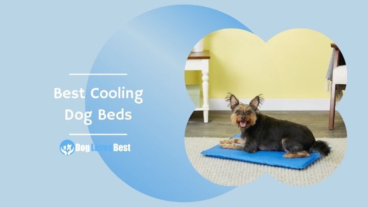 Best Cooling Dog Beds Featured Image