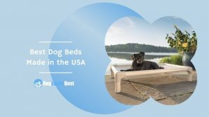 Best Dog Beds Made in the USA Featured Image