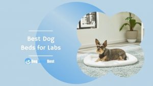 Best Dog Beds for Labs Featured Image