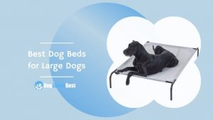Best Dog Beds for Large Dogs Featured Image