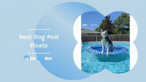 Best Dog Pool Floats Featured Image