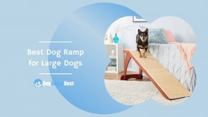 Best Dog Ramp for Large Dogs Featured Image
