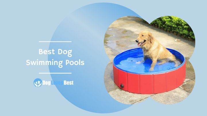 Best Dog Swimming Pools Featured Image