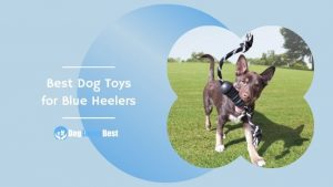 Best Dog Toys for Blue Heelers Featured Image