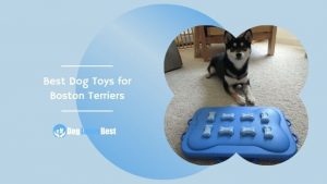 Best Dog Toys for Boston Terriers Featured Image