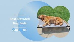 Best Elevated Dog Beds Featured Image