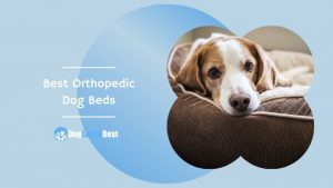 Best Orthopedic Dog Beds Featured Image