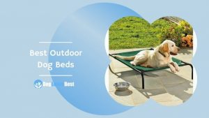 Best Outdoor Dog Beds Featured Image