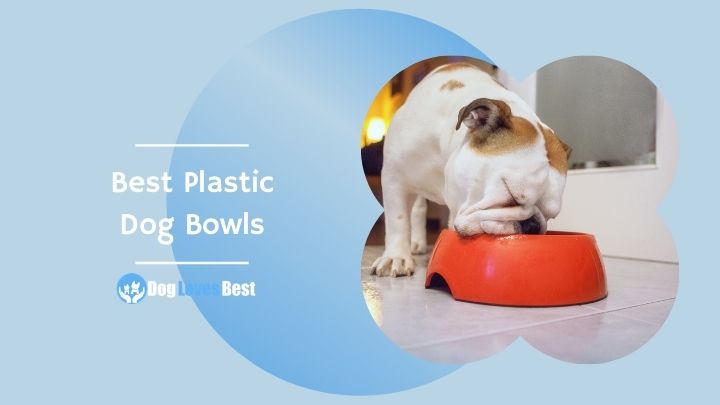 Best Plastic Dog Bowls Featured Image