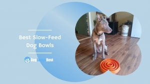 Best Slow-Feed Dog Bowls Featured Image