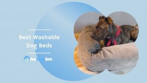 Best Washable Dog Beds Featured Image