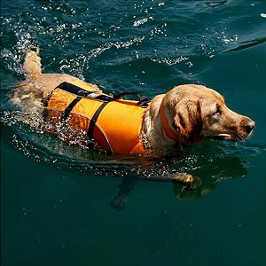 A-MORE Dog Life Jackets Dog Saver Life Jacket