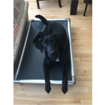 Best Dog Beds Made In The USA