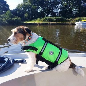 Best Dog Life Jackets