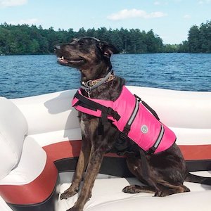 Best dog life vests