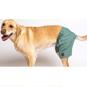 Best Dog Swim Trunks