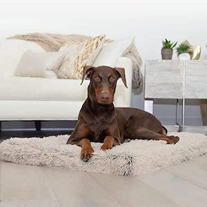 Best Orthopedic Dog Beds