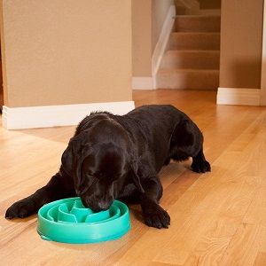 Best Slow-Feed Dog Bowls