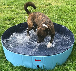 BINGPET Large Dog Swimming Pool