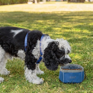 Friends Forever Collapsible Dog Bowl