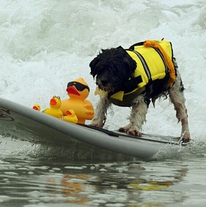 HAOCOO Dog Life Jacket Vest